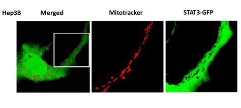 Dynamics Of The Stat Transcription Factor Nuclear Import Dependent On