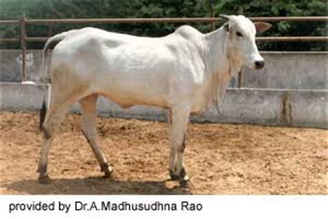 கோவிந்த் வலைப்பதிவு: Ongole breed cattle