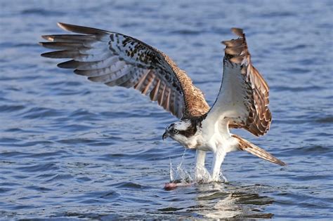 Premium Photo | Osprey pandion haliaetus