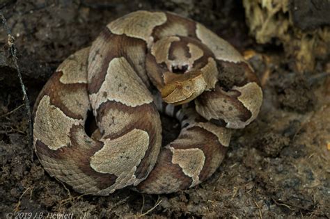 copperhead emuseum  natural history