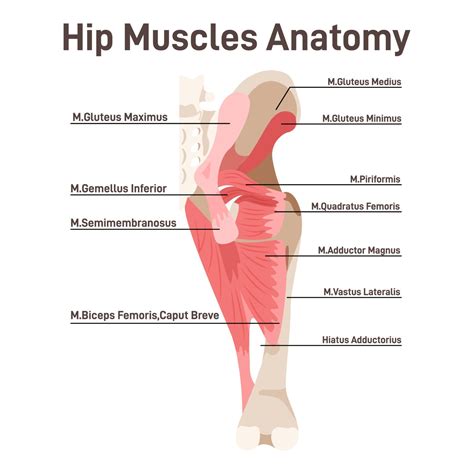 hip muscles anatomy | Hip muscles, Hip muscles anatomy, Hip