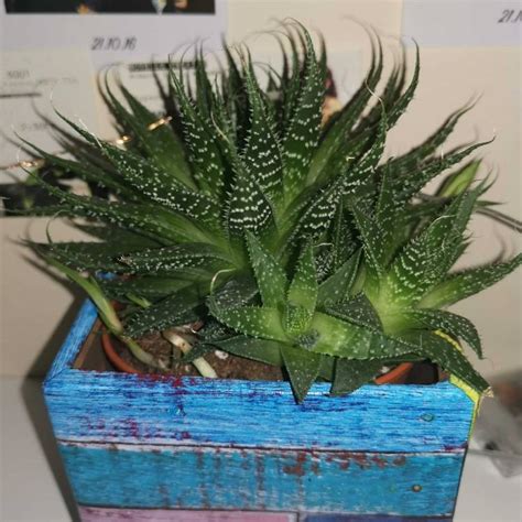 Haworthiopsis Attenuata Var Radula Syn Haworthia Attenuata Var