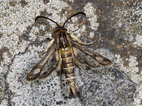 British Clearwing Moths | Wildlife Insight