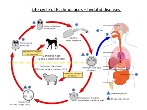 Vector Infection At Collection Of Vector Infection Free For Personal Use