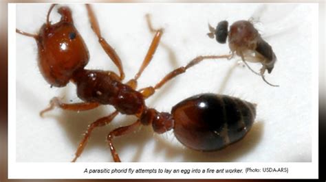 Natural Enemies Close In On Fire Ants Usda Reports Pct Pest Control Technology