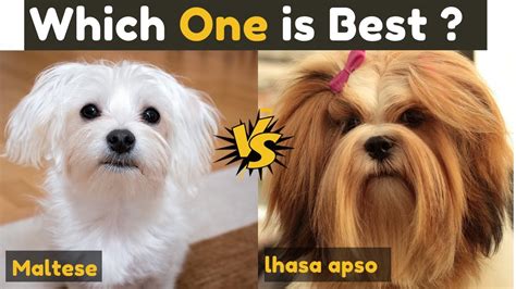 Lhasa Apso Vs Maltese Which One Is Better Youtube