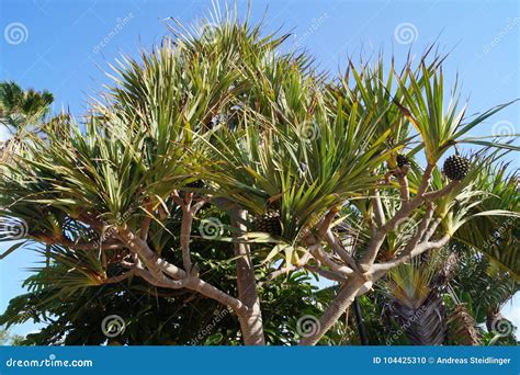 Pandanus Fruits Or Umbrella Tree Or Screw Pine At Hatoma Island In