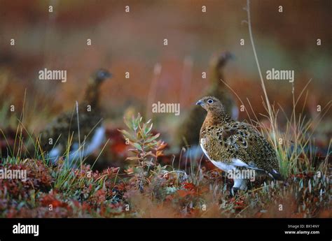 Alaska animal animals autumn bird birds Denali national park in tundra ...