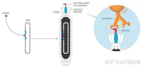 一文轻松读懂噬菌体展示技术 知乎