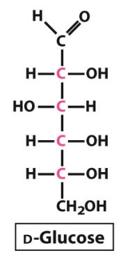 Biochem Lecture Intro To Carbohydrates Monosaccharides Flashcards