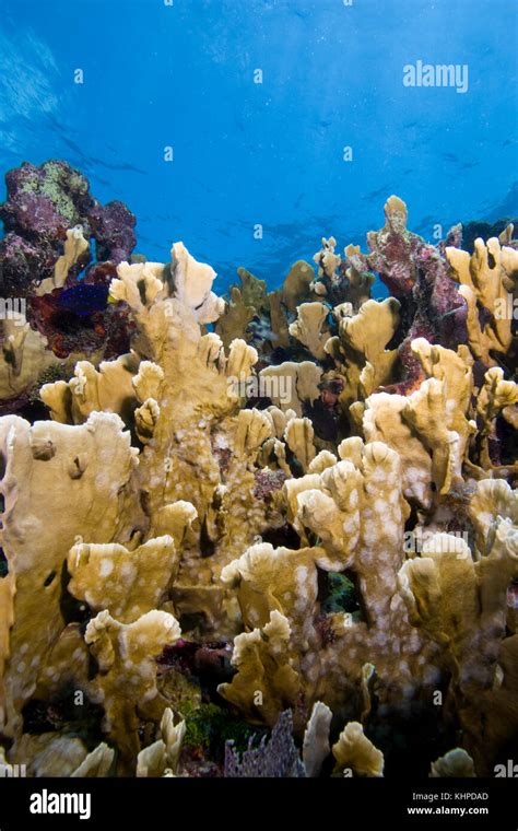 Blade Fire Coral Millepora Complanata Stock Photo Alamy