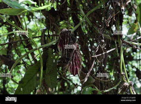 View Of The Aerial Tubers Of The Purple Variety Of The Purple Yam