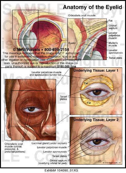 Anatomy of the Eyelid - Medivisuals Inc.