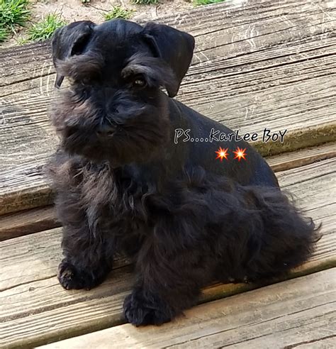 Miniature Schnauzer Puppy for sale in Gastonia, North Carolina | $1,500