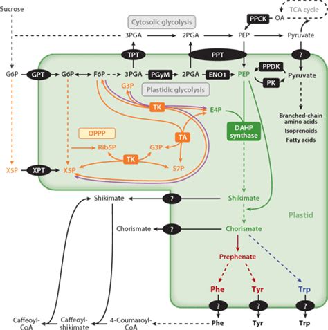 The Shikimate Pathway And Aromatic Amino Acid Biosynthesis In Plants Semantic Scholar