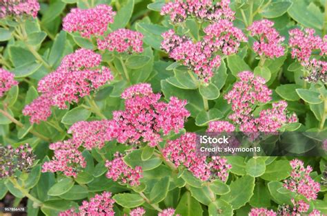 Sedum Spectabile Brilliant Many Red Plant With Green Background Stock