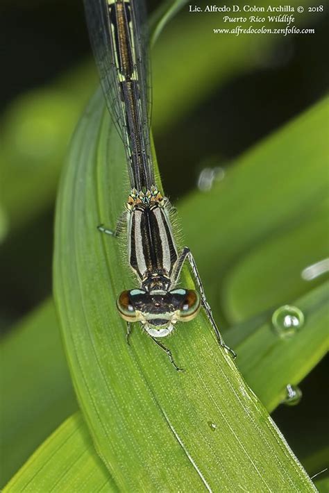 Unknown Damselfly