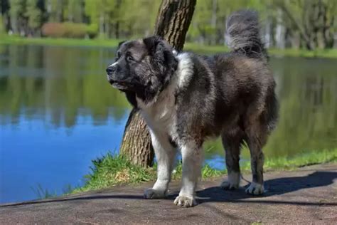 Berger du Caucase tout savoir sur ce chien géant de Russie