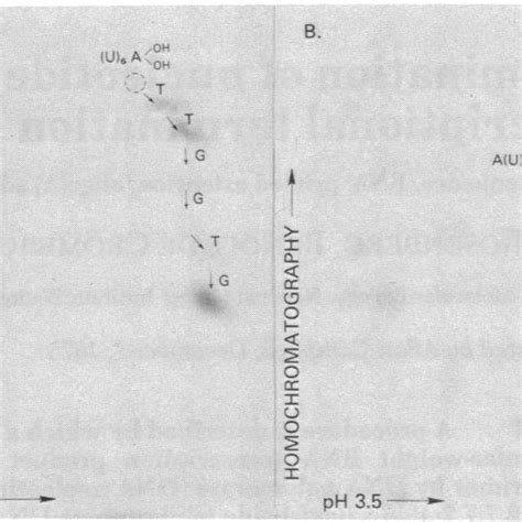 Two Dimensional Fractionation Of T Rnase Digestion Products Resulting