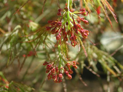 Flowers of Lace-Leaf Japanese Maple | Nature Photo Gallery