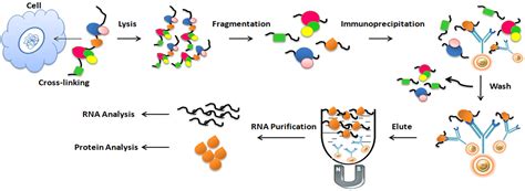 Unravel The Secrets Of Gene Expression With Rna Immunoprecipitation Rip