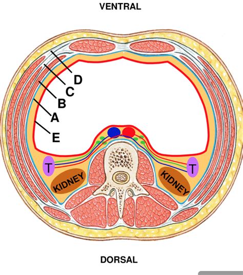 Diagram Of Abdominal Wall Quizlet