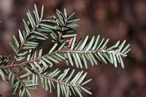 Eastern Hemlock Project | Ancient Forest Explo