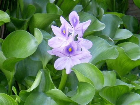 Water Hyacinth Floating Plants For Your Pond Rochester Ny Acorn Ponds And Waterfalls