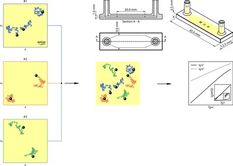 Schematic Illustrating The Passive Microrheology Framework Probes Are