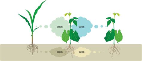 Plant Volatiles As Cues And Signals In Plant Communication Ninkovic