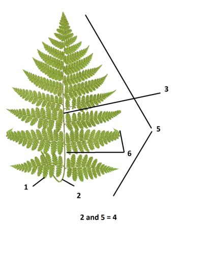 SVP- Phylum Monilophyta Flashcards | Quizlet