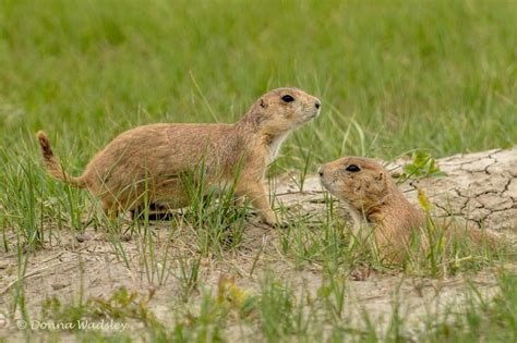 Badlands National Park – Prairie Dogs | Photos by Donna