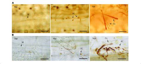 Lugol Staining Of Glycogen A And Dab B Staining Of H 2 O 2 In Bgt