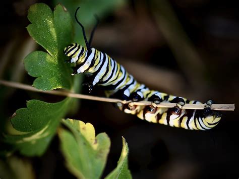 Monarch Caterpillar In Sunrise Light Macro August Morning Flickr