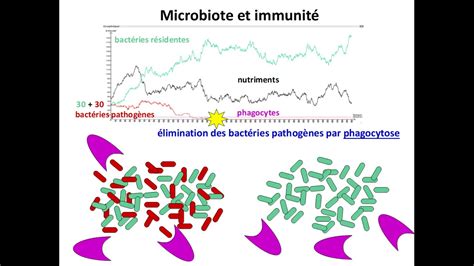 SVT 2nde 4 2 microbiote digestion et immunité 3 4 YouTube