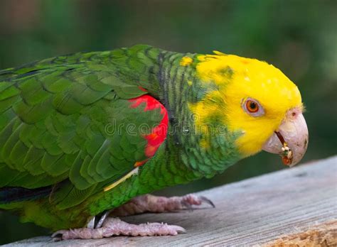 Green and yellow parrot stock photo. Image of eating - 197994810