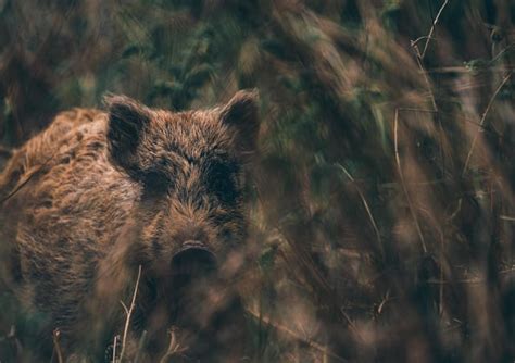 Spotted.. Forest of Dean, UK. : r/wildlifephotography