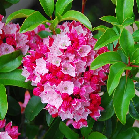 Kalmia Latifolia Raspberry Glow Mountain Laurel Arts Nursery