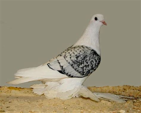 15 Most Popular Pigeon Breeds - Tail and Fur