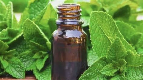 Jual Peppermint Oil Pt Samiraschem Indonesia