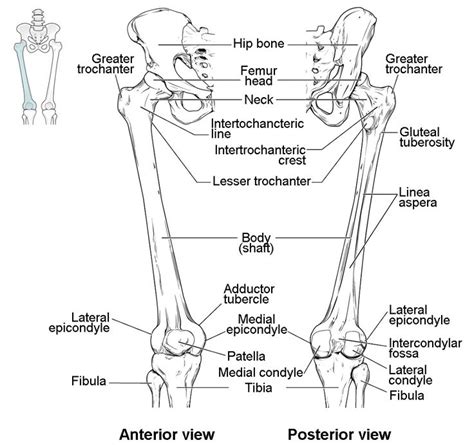 the posterior view of the lower limb and upper limb, with labels on each side