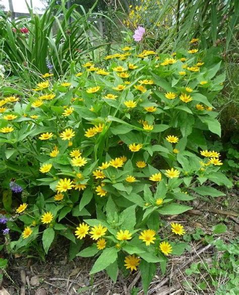 20 Plants That Prefer Dry Soil Balcony Garden Web