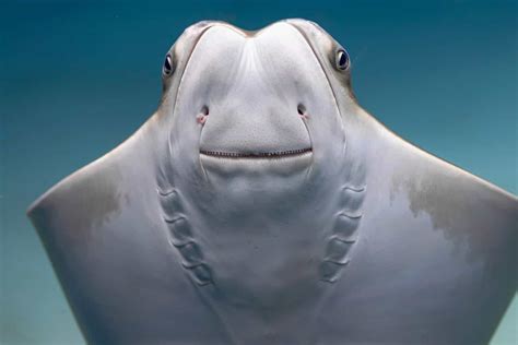 12 Interesting Facts About Stingray Teeth - Aquarium Whisperer