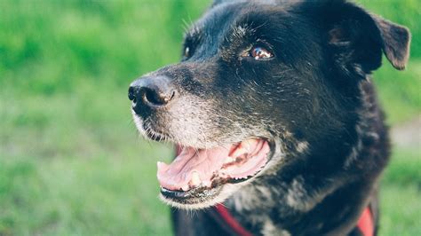 Quando Dare Cibo Umido Al Cane E Quando Il Solido