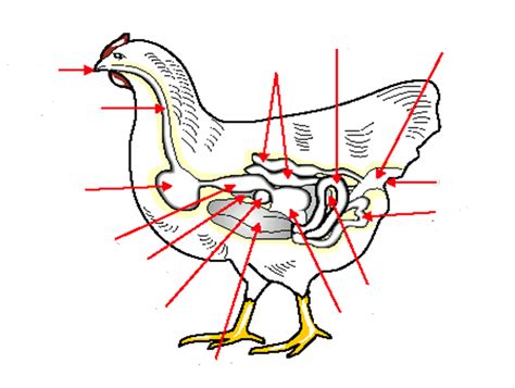 Chicken DIgestive System Diagram | Quizlet