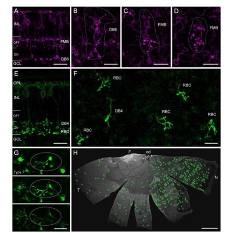 Figure Displaced Retinal Ganglion Cells In The Central Marmoset Retina