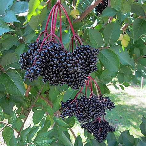 Holunder Haidegg Fliederbeere Native Plants Pflanzenversand