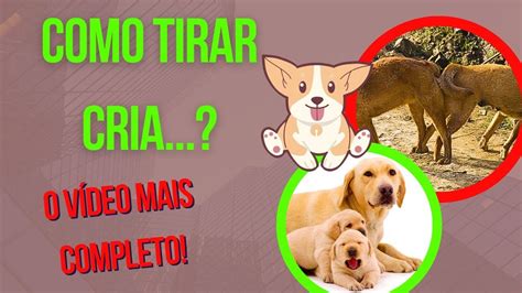 ACASALAMENTO DE CACHORRO MANUAL DO CRUZAMENTO E REPRODUÇÃO CANINA EM