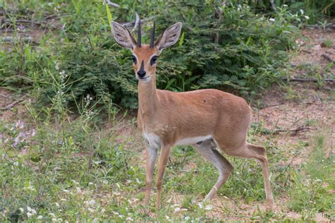 Antelope Of South Africa - Wildlife Den - South African And Australian Wildlife Photography