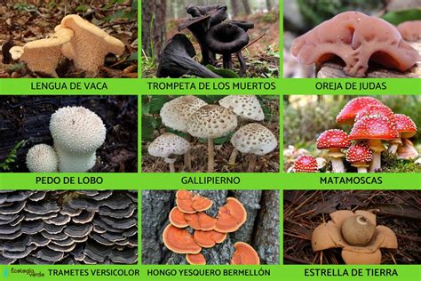 Reino Fungi Qué Es Características Clasificación Y Ejemplos ¡resumen